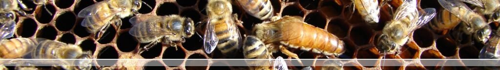 Queen Honeybee with worker bees on comb