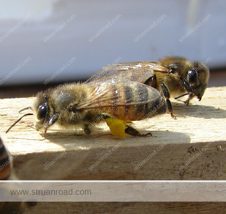 Honey Bees at the hive.