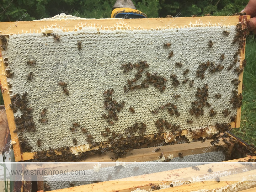 A frame full of capped honey