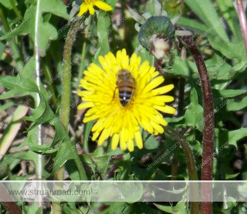 Bee on a Dandelion