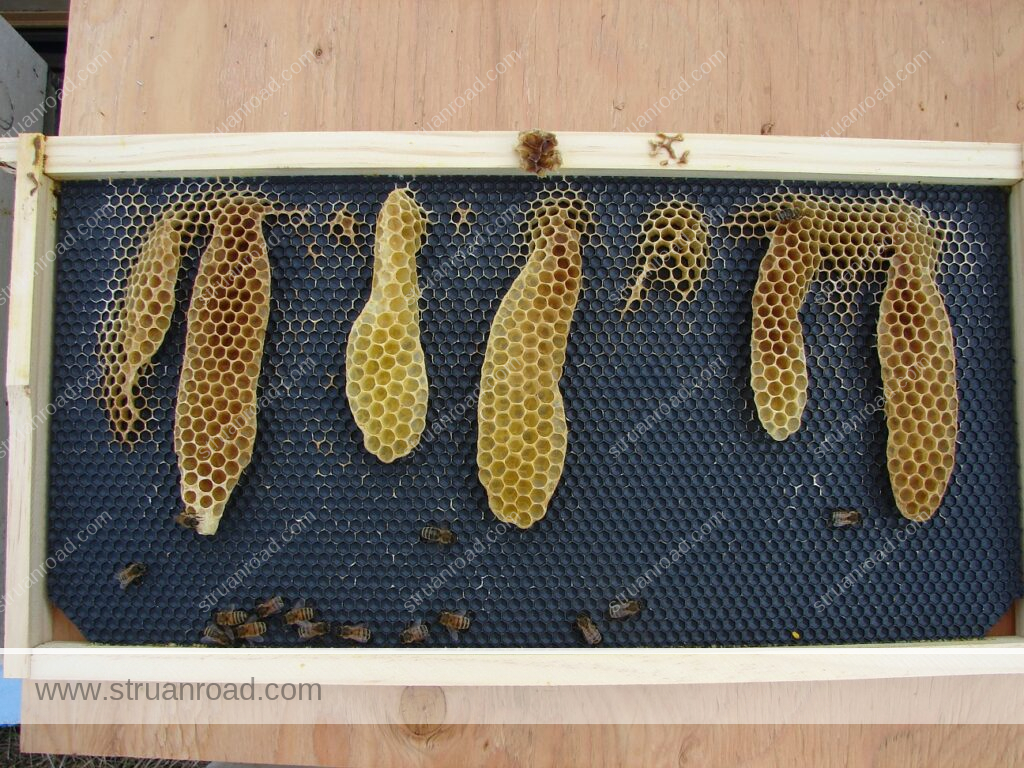 Burr comb on foundation