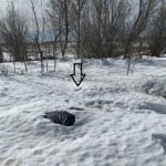 Snow covered hives