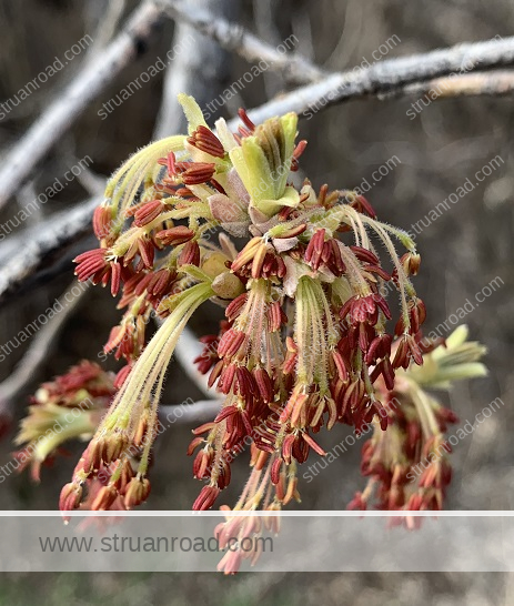 Manitoba Maple Flower