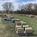 Nucs in their temporary home