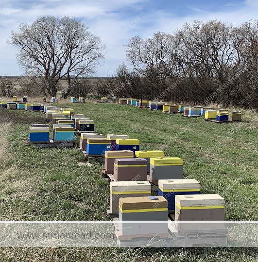 Nucs in their temporary home