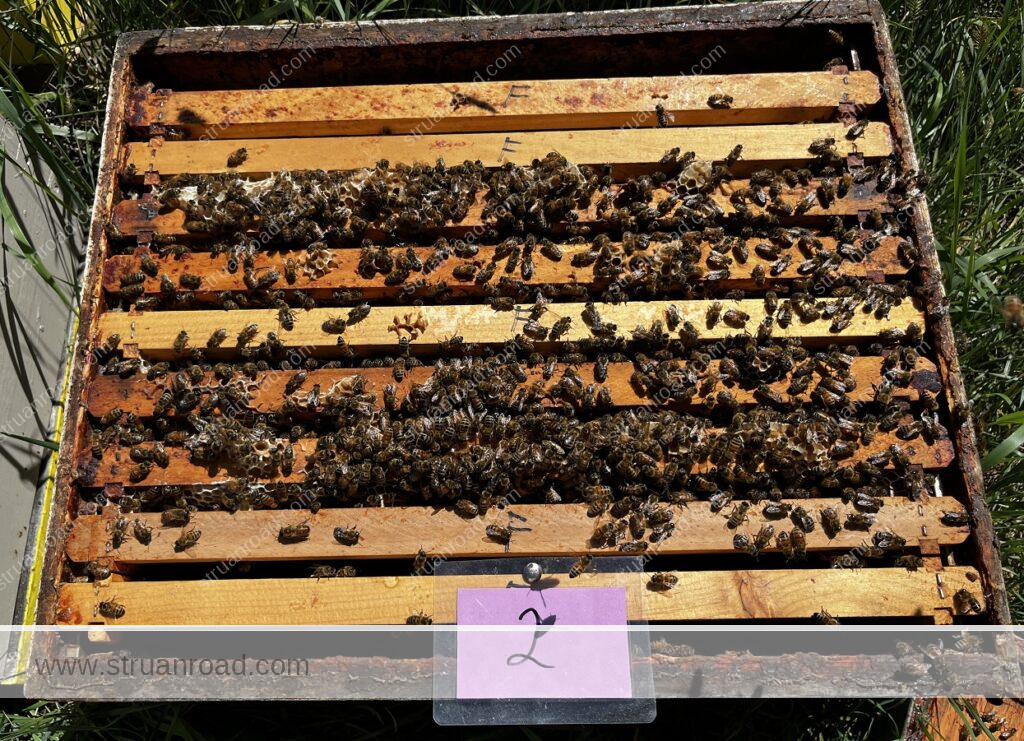 Hive Two July 13