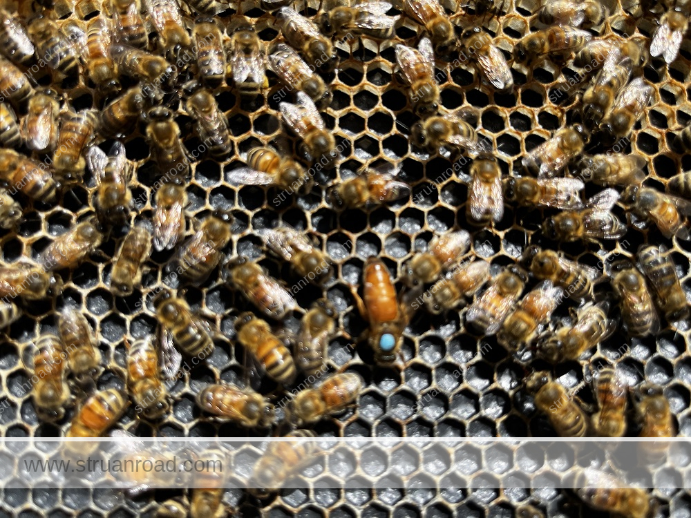 Queen Laying in Partially Drawn Comb