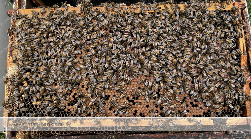 Nuc Two Brood Frame Two