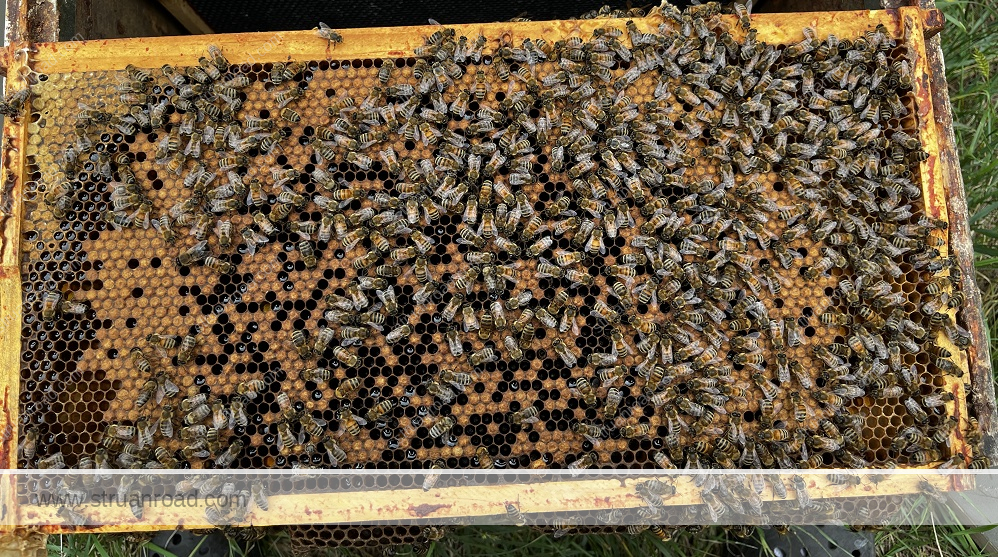 Nuc Two Brood Frame One