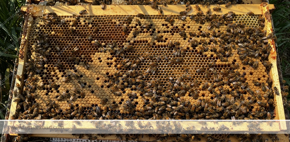 Brood Frame