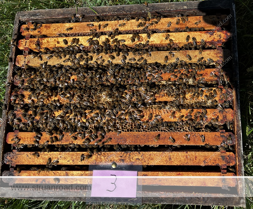 Hive Three July 13