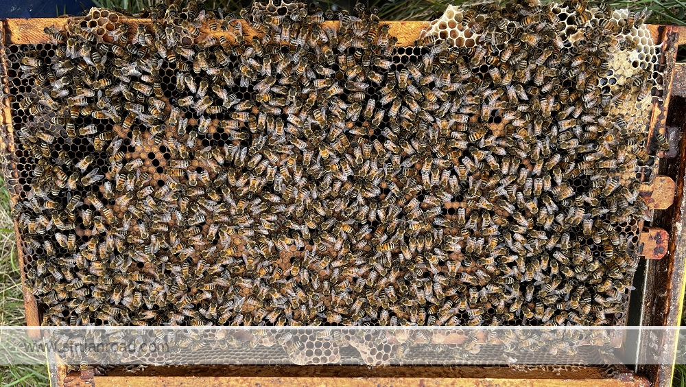 Nuc Four Brood Frame One