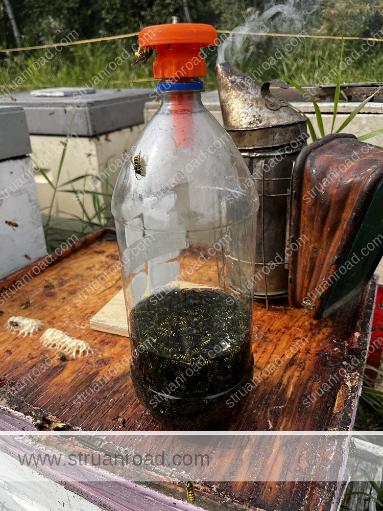 Wasp Bottle Trap