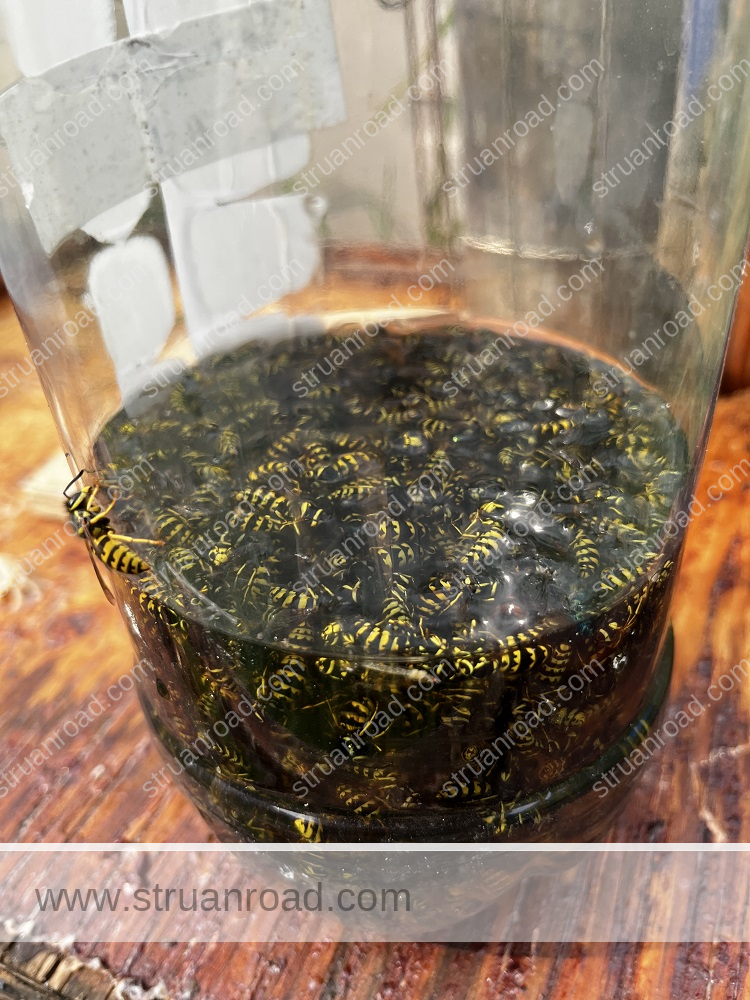 Wasp Trap Bottle Closeup