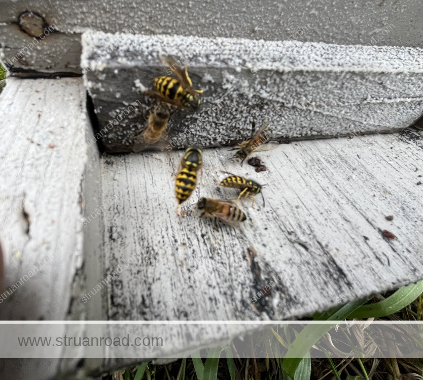 Wasps at Entrance